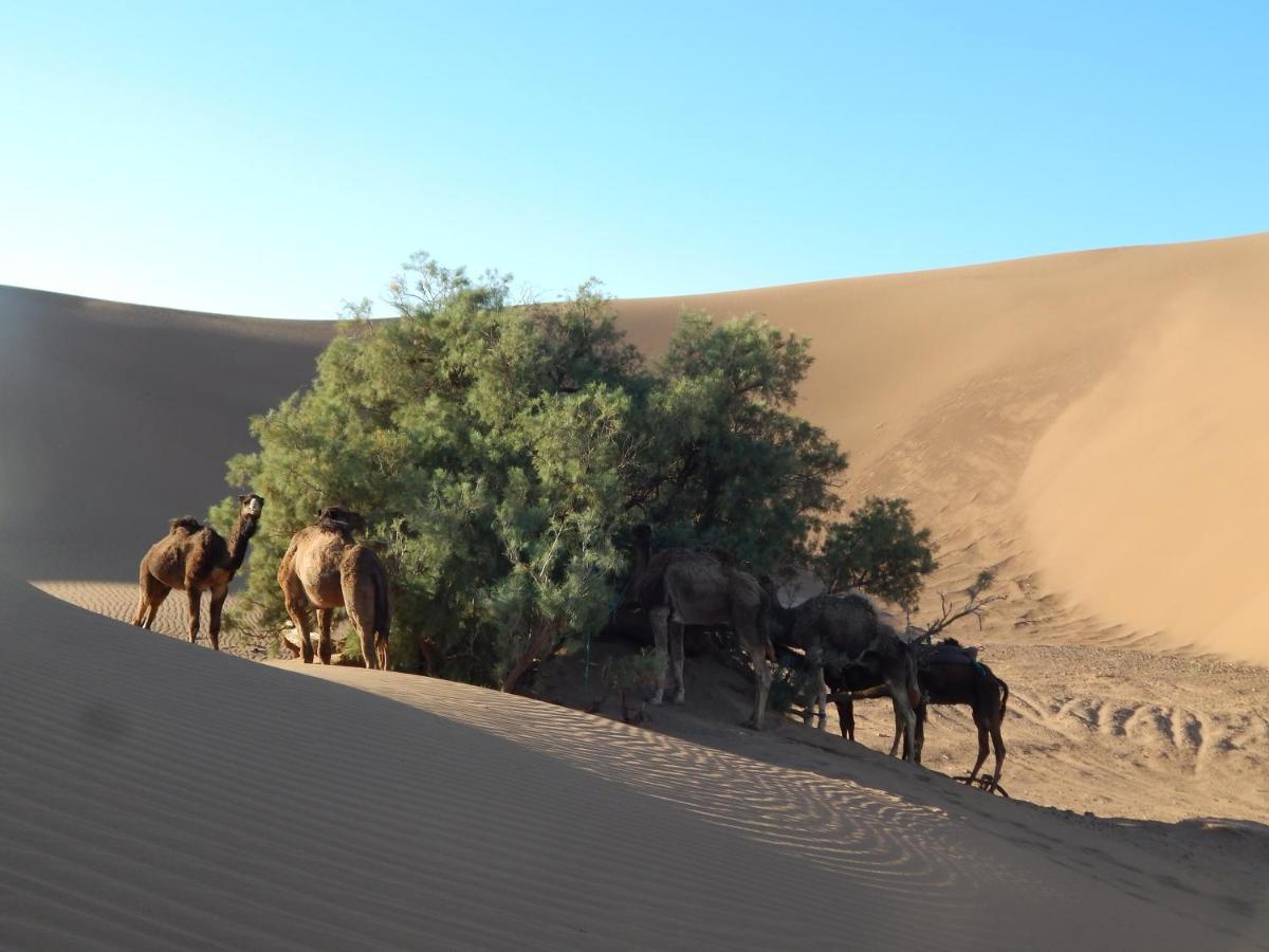 Kasbah Du Bout Du Monde Hotel Zagora Ngoại thất bức ảnh
