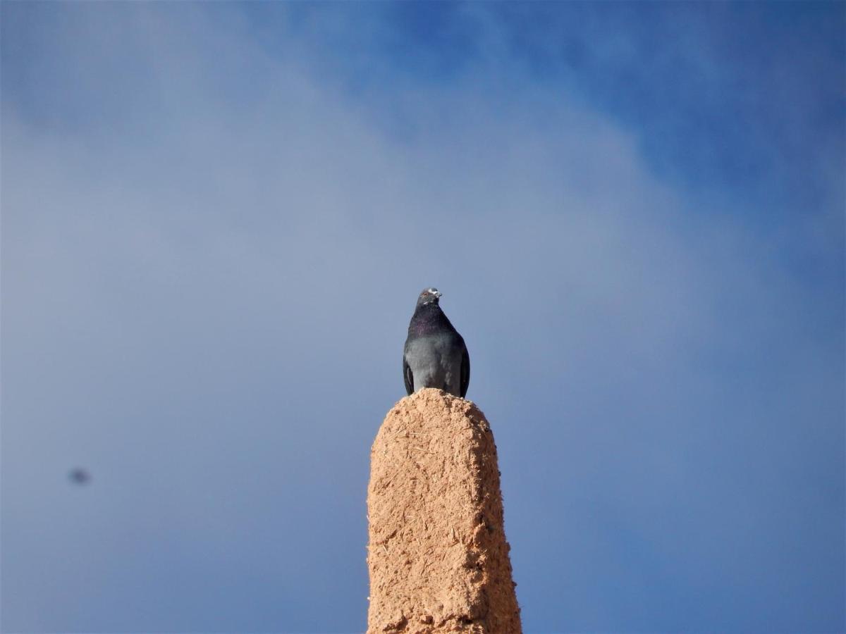 Kasbah Du Bout Du Monde Hotel Zagora Ngoại thất bức ảnh
